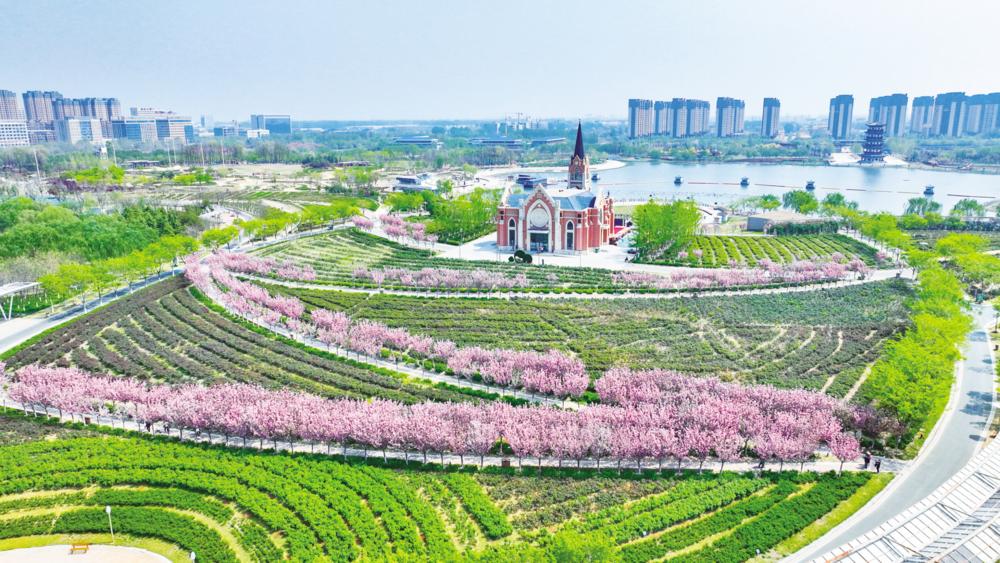 4月13日，高新区九州洼月季旅游景区绿意盎然、花海如潮