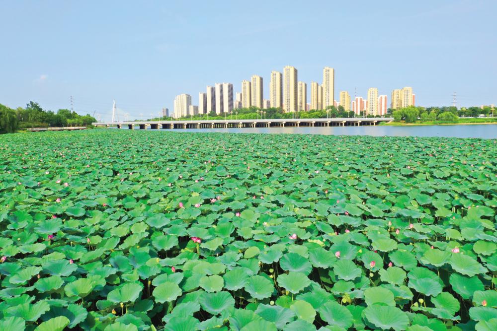 7月16日，徒骇河莲湖水域碧水蓝天、荷香四溢