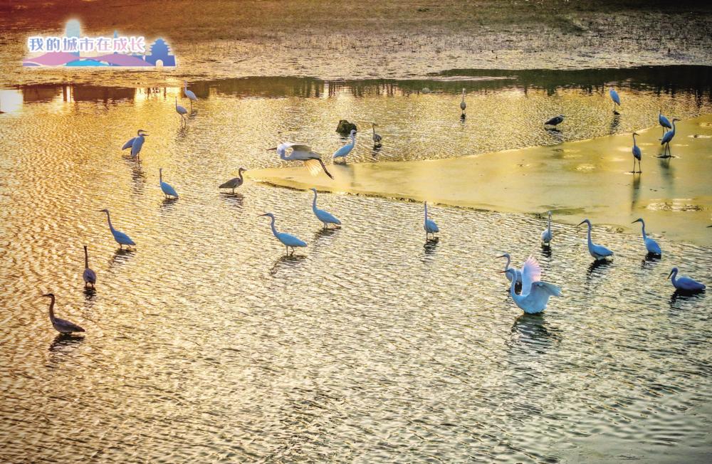 1月8日，东昌湖东南水域，白鹭与灰鹭成群而至，休闲觅食