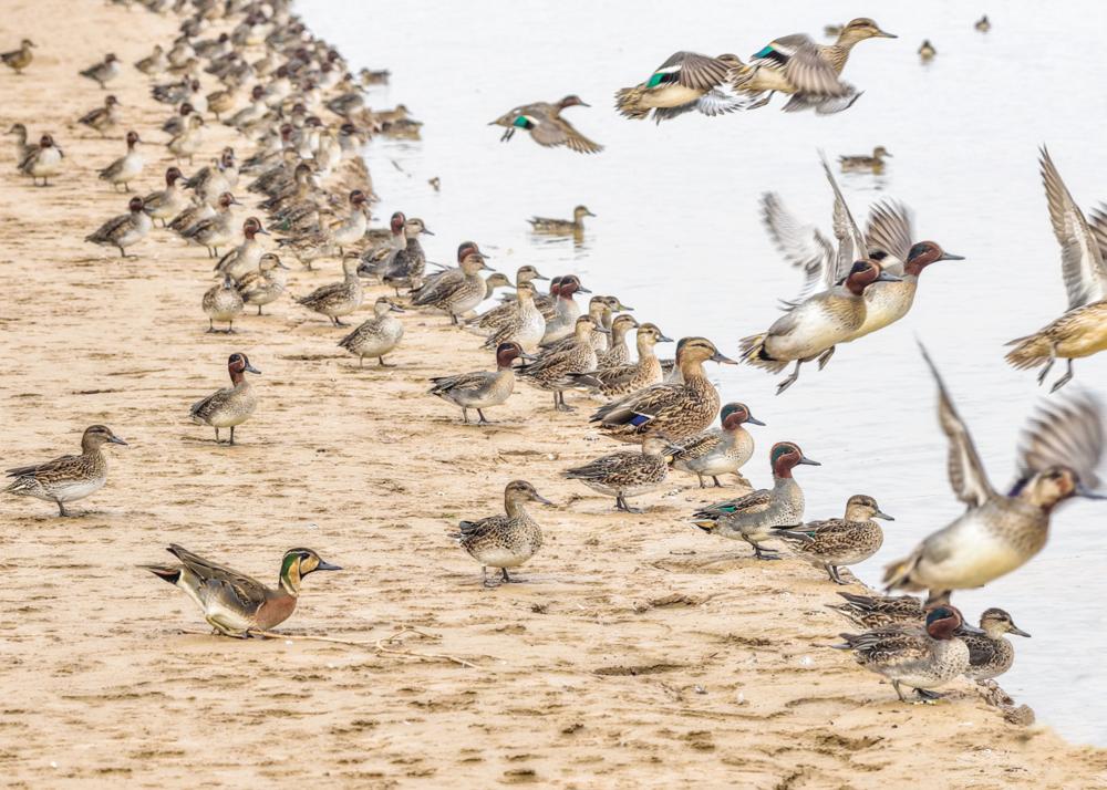 1月31日，成群的水鸟在黄河阳谷段浅滩上栖息、觅食。