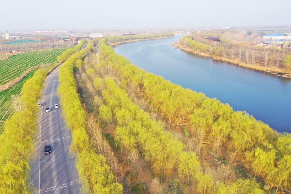 3月13日，聊城北郊徒骇河两侧的柳树吐露新芽